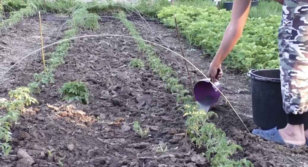 До 1 червня заливаю по 1 літру під кожен кущик – помідори ростуть, як у казці: ні тріщинки на червоненьких 