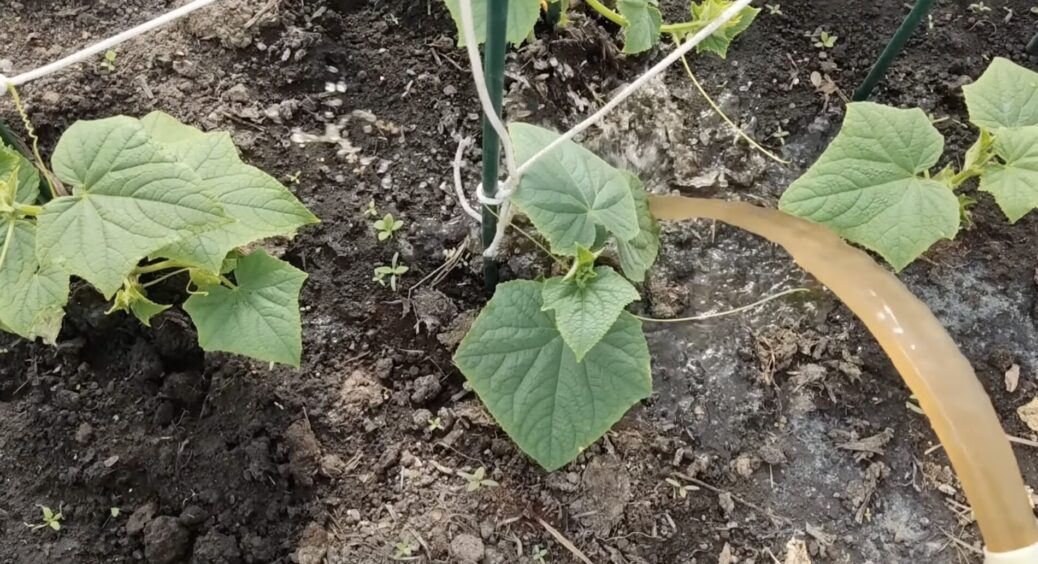 Як тільки висадила огірки на грядку – одразу поливаю цим розчином: 1 грам на літр води для рясного врожаю 