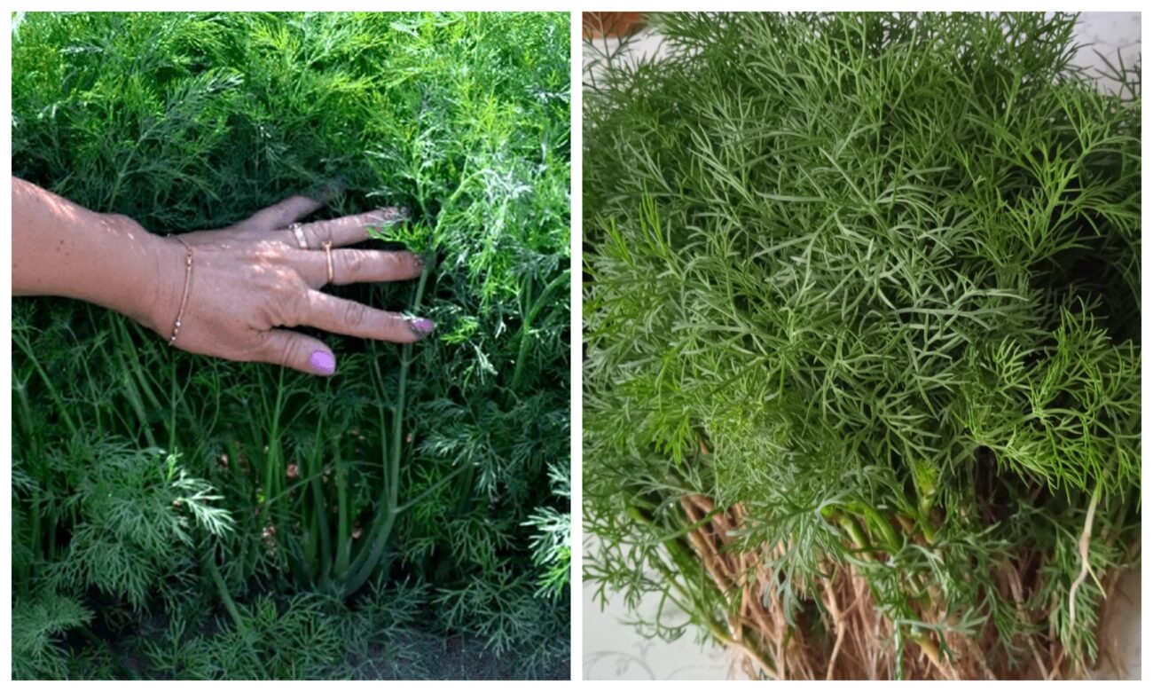 Як покращити ріст і розвиток кропу на грядці