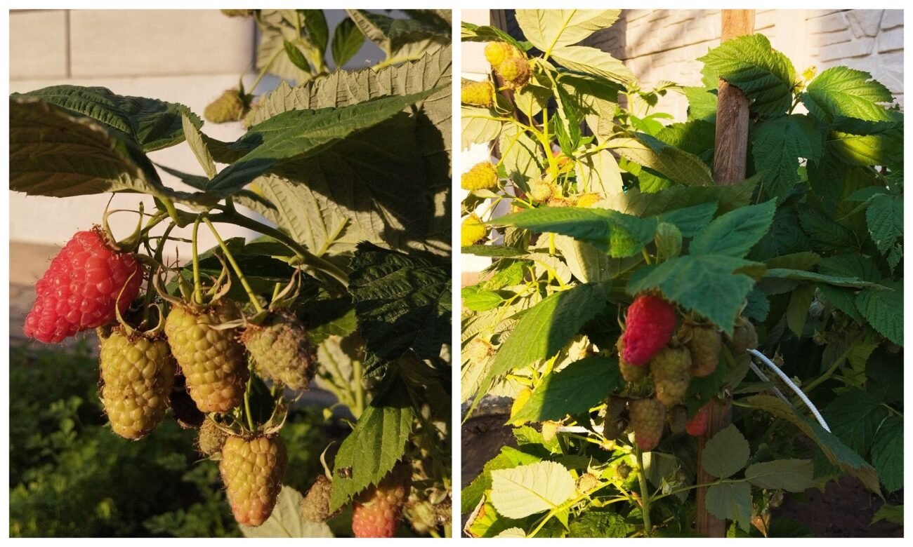 Як покращити ріст і розвиток малини