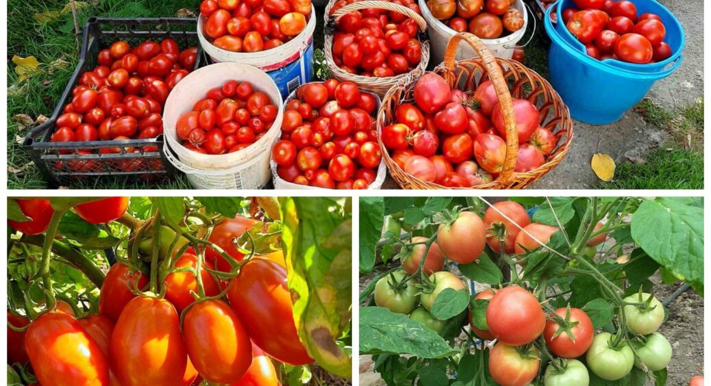 4 пізніх сортів томатів, що дозрівають під жовтень: поки у всіх закриття сезону, я ще врожай збираю 