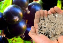 Перед морозами висипаю під кущі 3 жмені золи: весною смородина стартує першою й дає у 2 рази більше ягід Садівники розповіли, чим підживити смородину восени