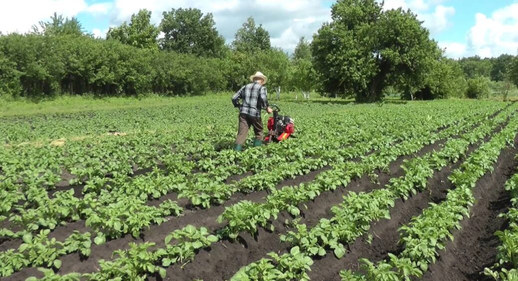 Магніт для щедрого урожаю бульби: 1 підгортання – запорука ситої зими 2025-2026 
