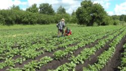 Агрономи розповіли коли і навіщо потрібно косити бадилля картоплі 