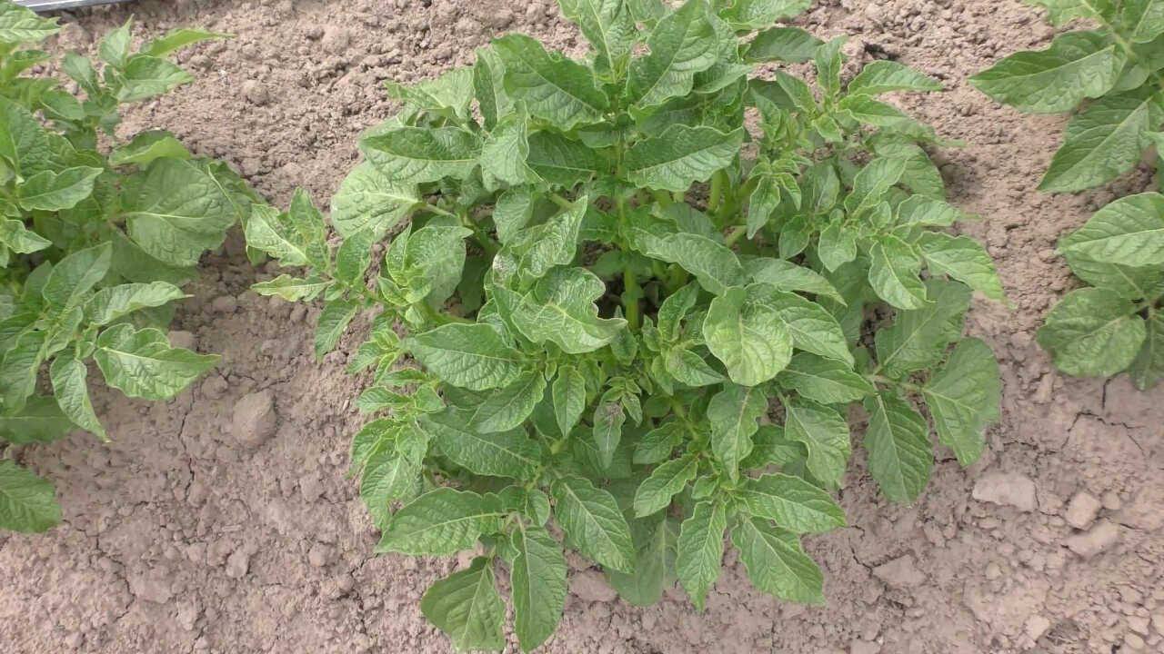 Городники розповіли, як проводити грамотне підгортання картоплі