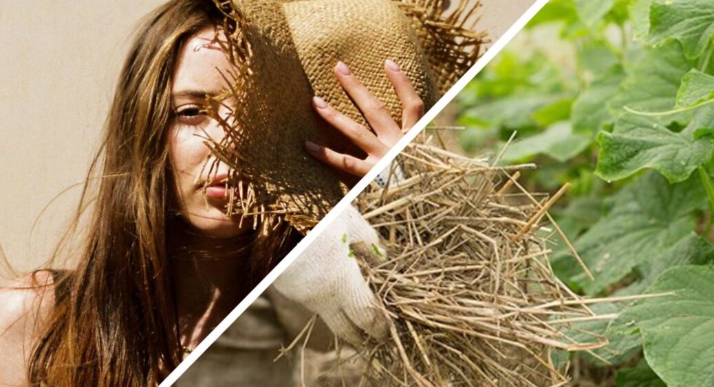 У спеку й мені нічого не хочеться, не те що огіркам: чим підбадьорити, щоб оживити їх, але не перенапружити 