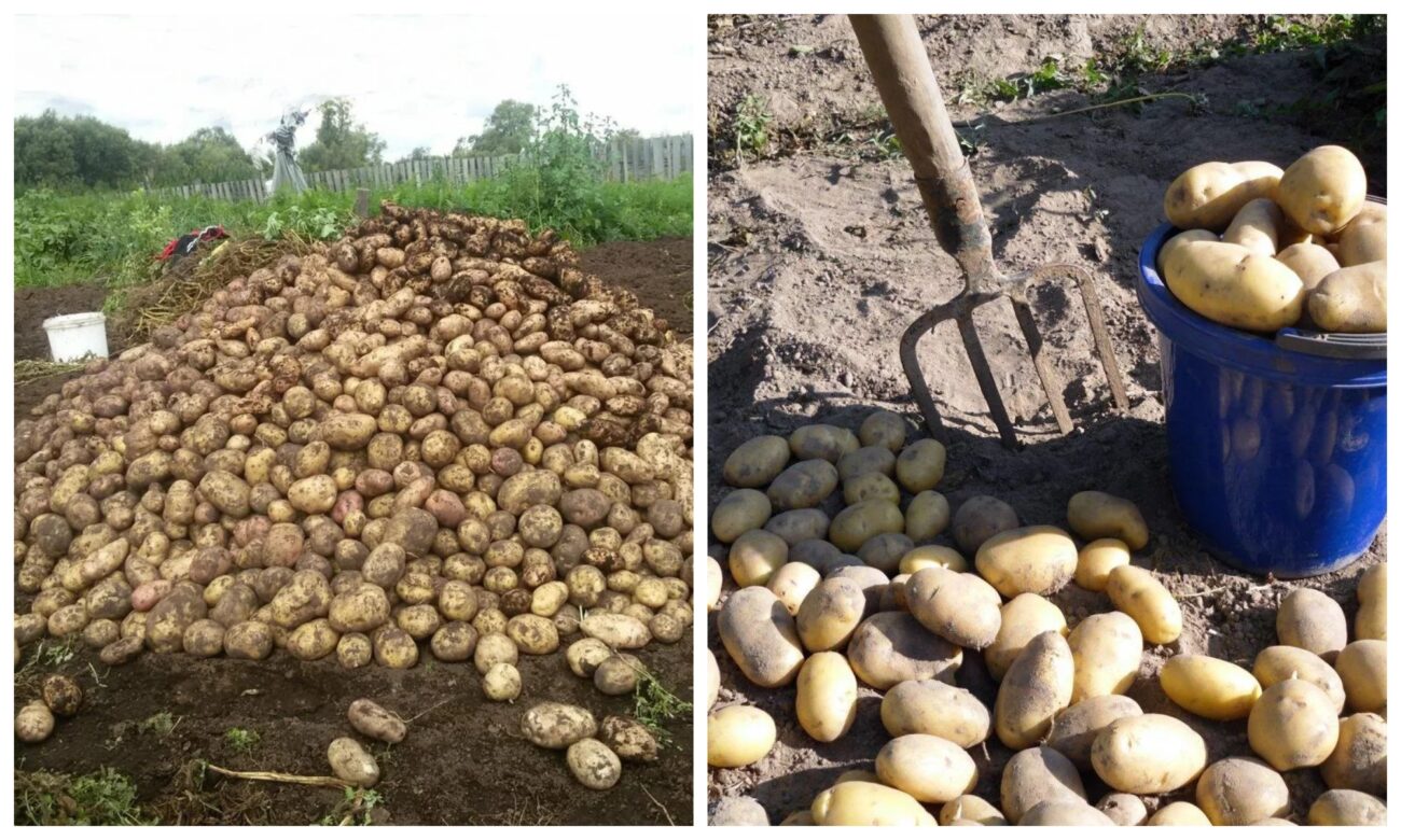 Як використовувати мотику в процесі догляду за картоплею