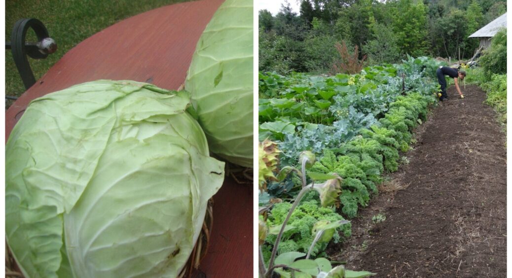 “Крейдовий” смаколик для капусти у липні – 100% запорука врожайності: збільшую розмір качанів у 2 рази 