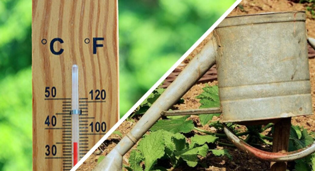 Не повірила б, що сонце може таке ушкварити – листя згоріло, як папір: реанімація у 3 прості кроки 