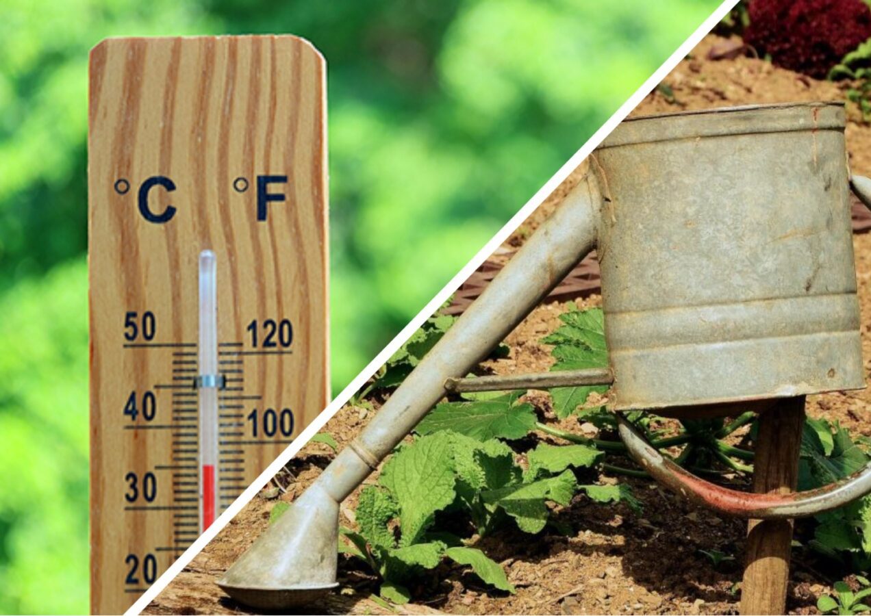 Садівники розповіли, як допомогти рослинам, що отримали сонячні опіки