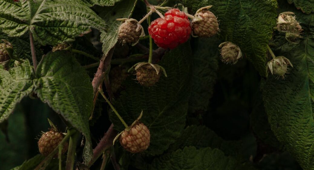 Не чіпаєте, бо шкода? Тоді не розраховуйте на добрий врожай малини: робіть з кущами це 4-5 разів за літо 