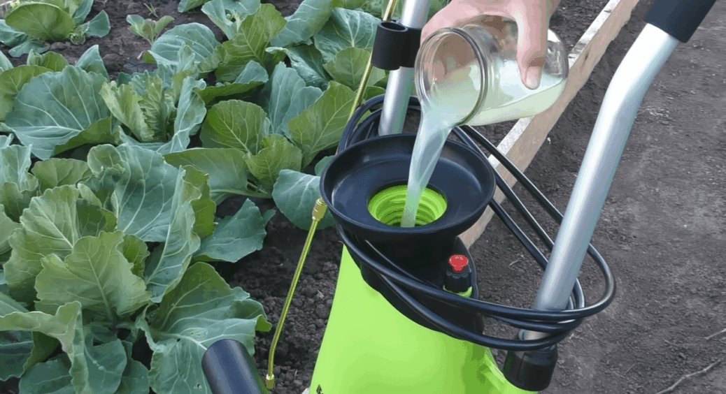 Білокачанну капусту обприскала всього 2 рази у липні – і качани “щільно закрутились”: натуральна бовтанка 