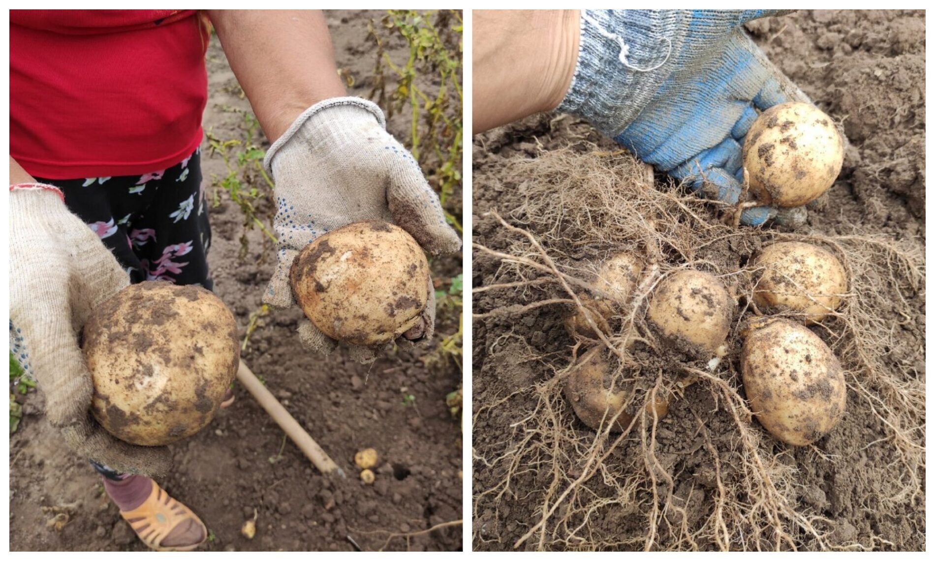 Як зібрати великий і солодкий врожай картоплі