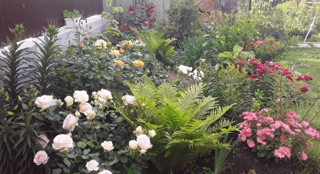 Тіньові куточки на ділянці: що посадити, щоб там було зелено і красиво – порада від брата-агронома 