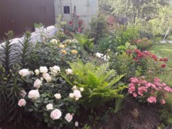 Городники підказали, що посадити у тіньових куточках на дачі 