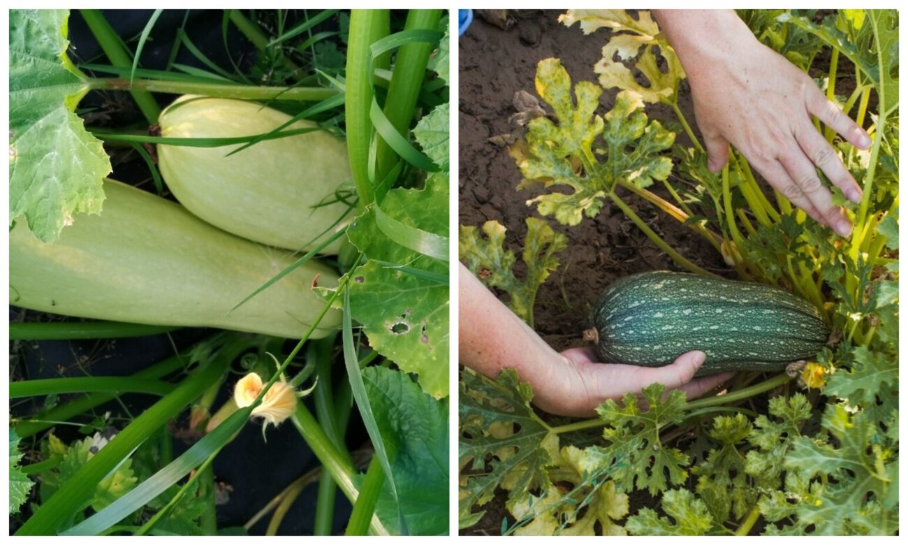 Як покращити врожайність кабачків