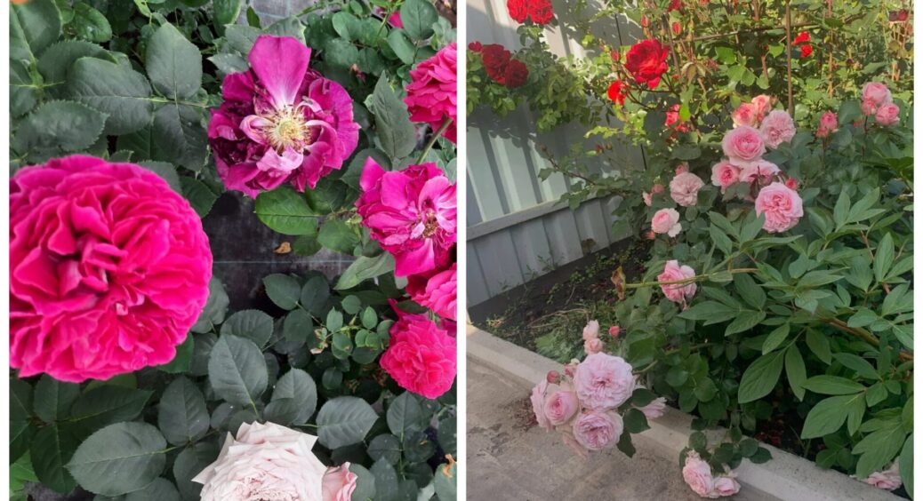 У липні готую трояндам спеціальне добриво за порадою агронома з 90-х: лише 15 хв, а кущі ростуть “ого-го” 