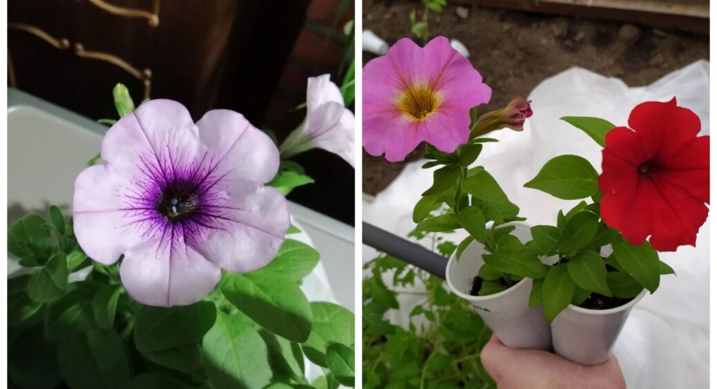 Петунія “дуріє з цієї прикормки”: даю “смаколик” 1 раз у місяць – рослина цвіте все літо без перерви і паузи 