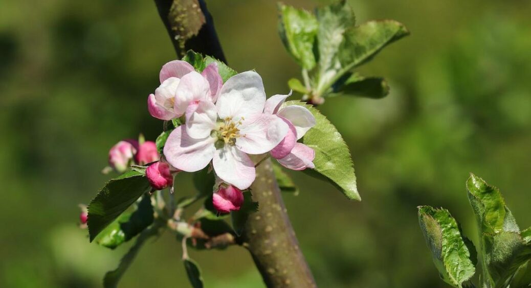 Вчора побачила, як у мене в саду зацвіла яблуня – бабуся пояснила, чому рослини “плутають” сезони 