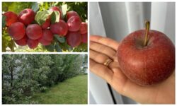 Як доглядати за яблунею у липні 