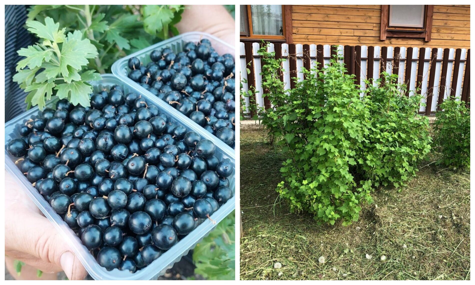 Чим корисне листя смородини