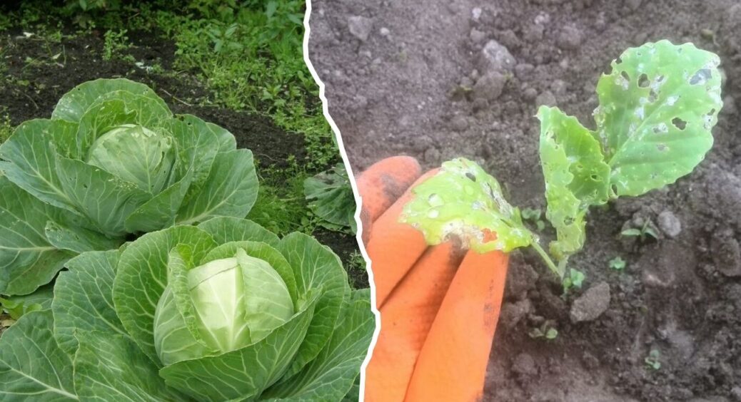 1 ложка + відро води – і велика, щільна та соковита капуста гарантована: секрет китайських агрономів 