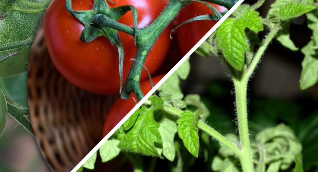 Листя на помідорах скрутилось у трубочку – не панікуйте, але й не ігноруйте: 6 причин та як це виправити 