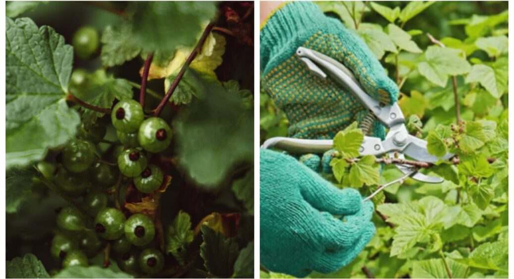 Бабуся навчила “золотому” правилу трьох гілок: обрізаю їх на смородині до 10.08 – у 2026 собі за це дякую 