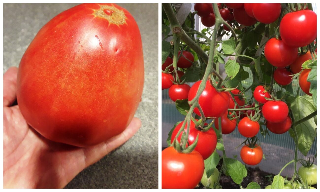 Як покращити плодоношення помідорів