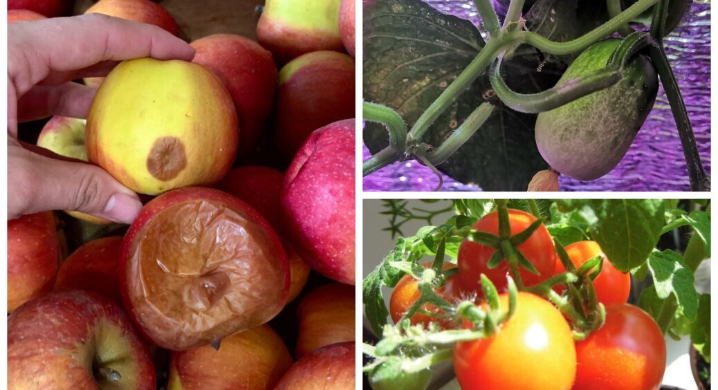 З року в рік рятую грядки одним і тим самим способом – паразити навіть не знають, де мої овочі: ефект 100% 