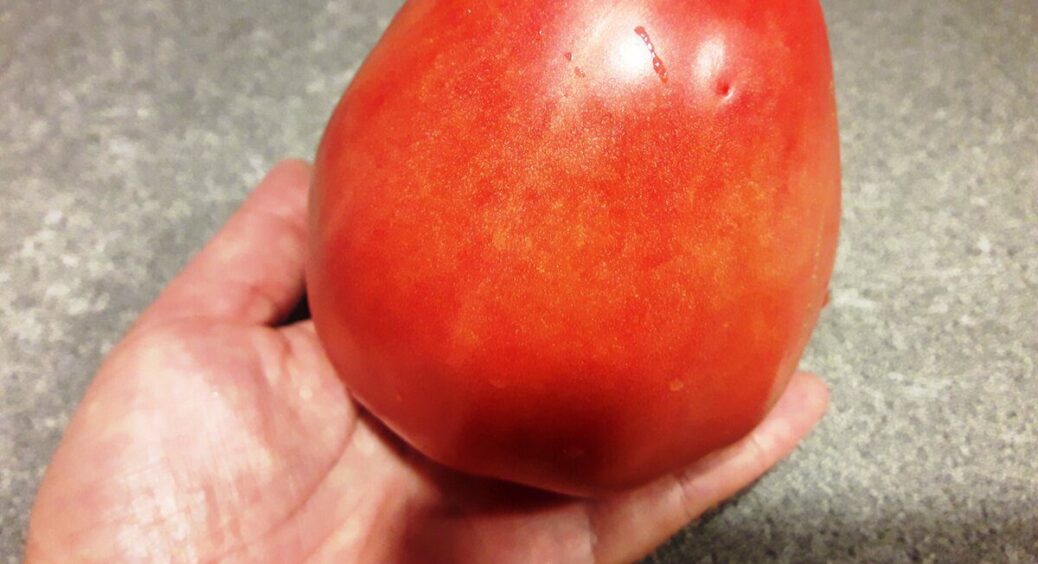 3 досвідчених садівників запитали, як виростити гігантські помідори: усі назвали один і той самий секрет 