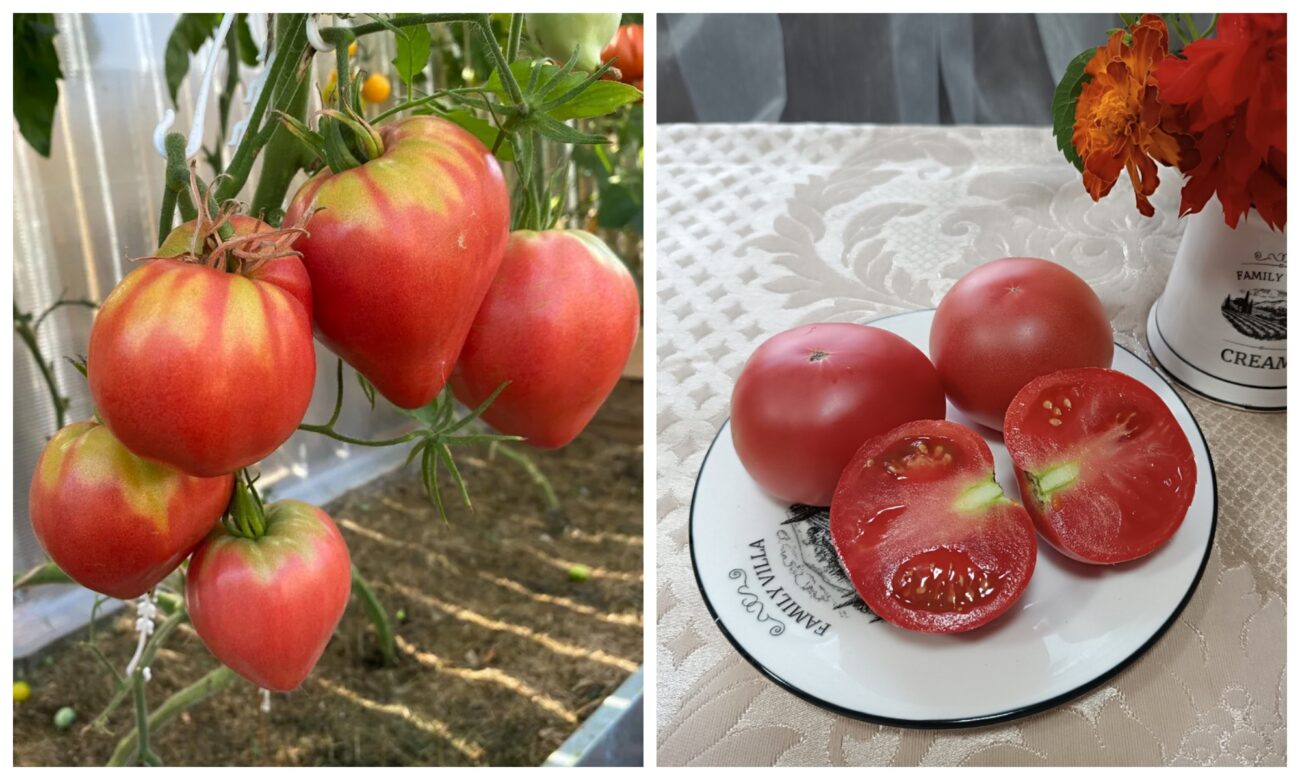 В чому різниця між помідором і томатом