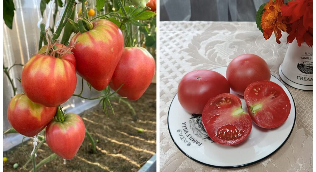 На застіллі у нас виникла суперечка: чим відрізняються помідор і томат – цей 2 аргумент мене здивував 