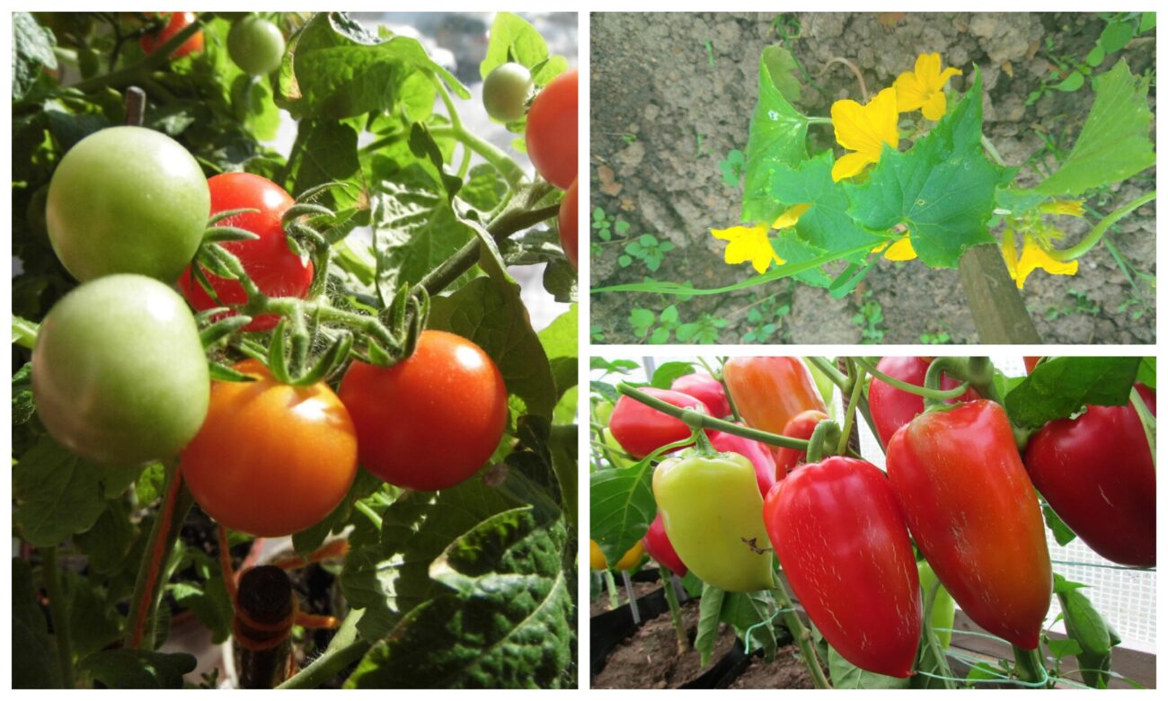 Городники назвали дієвий розчин для врожайності перцю, помідорів та огірків