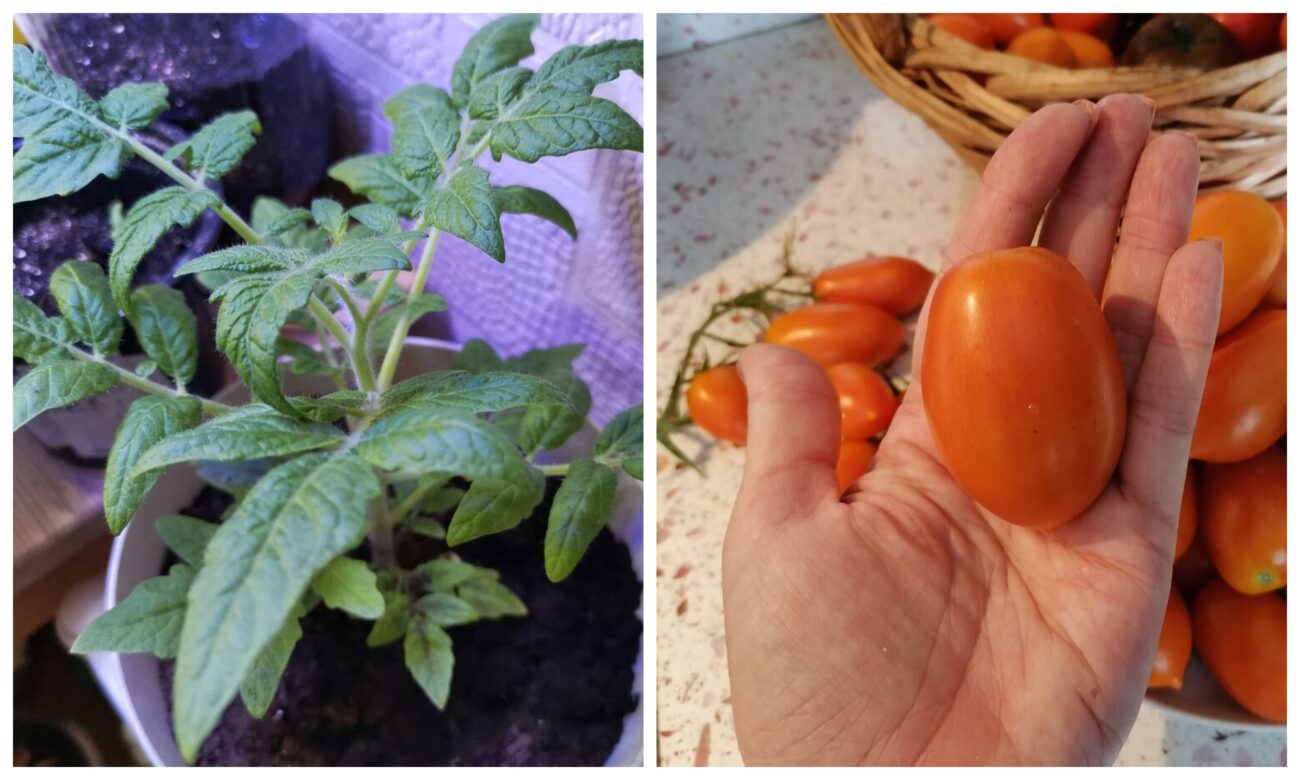 Як захистити врожай помідорів від шкідників і хвороб