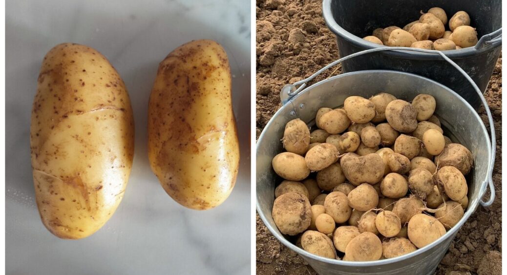 Коли можна викопувати молоду картоплю в 2025 році: 2 головні ознаки дозрівання плодів, аби не проґавити 
