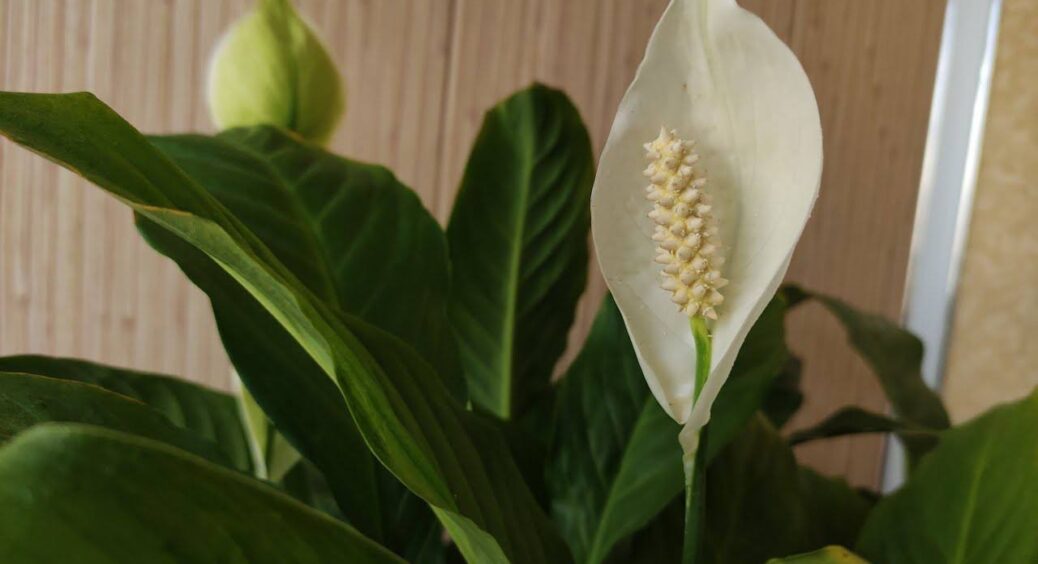 У червні спатифілум тільки цього й чекає: 2 г у воду – і білі вітрила лізуть наввипередки. Потужний еліксир 