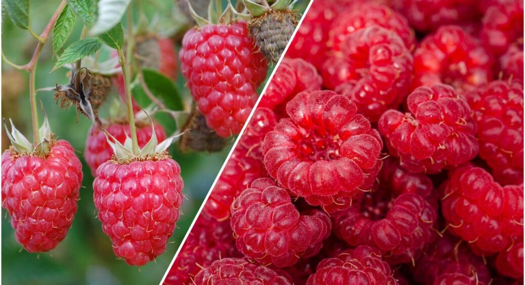 Підлила раз, підлила два, а на три в мене вже малина розміром з абрикос: городники тримають це в секреті 