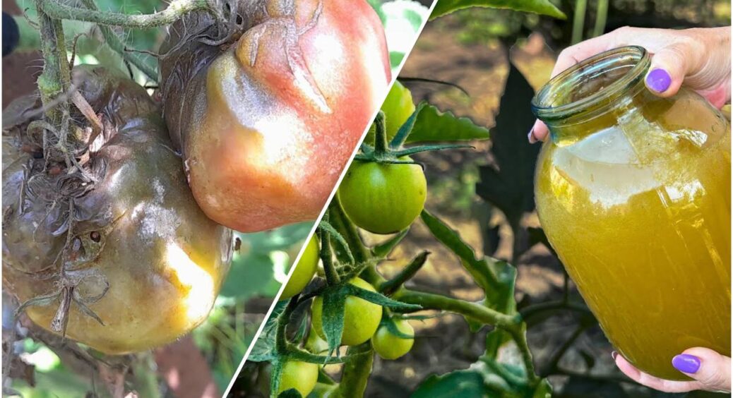 Заливаю 150 г водою – і фітофторі шлях закритий: томати плодоносять як шалені, збираю до 15 кг із 1 куща 