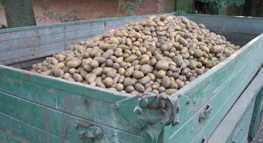 Моя картопля “підсіла” на “зілля” за цим рецептом: дешева підкормка, а результат напрочуд швидкий 