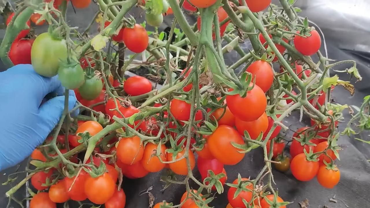 Агрономи поділилися головним секретом неймовірно багатого врожаю томатів