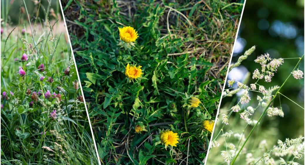 Бур’яни зникають без жодного сліду на все літо: не використовую ні прополки, ні хімії. Городній лайфхак 