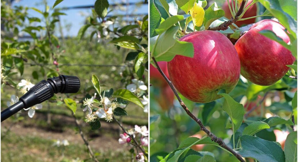 Щойно помітила білий наліт на яблуні – обприскала содою (1 ст.л. на 1 л): припинилось за 2 дні 