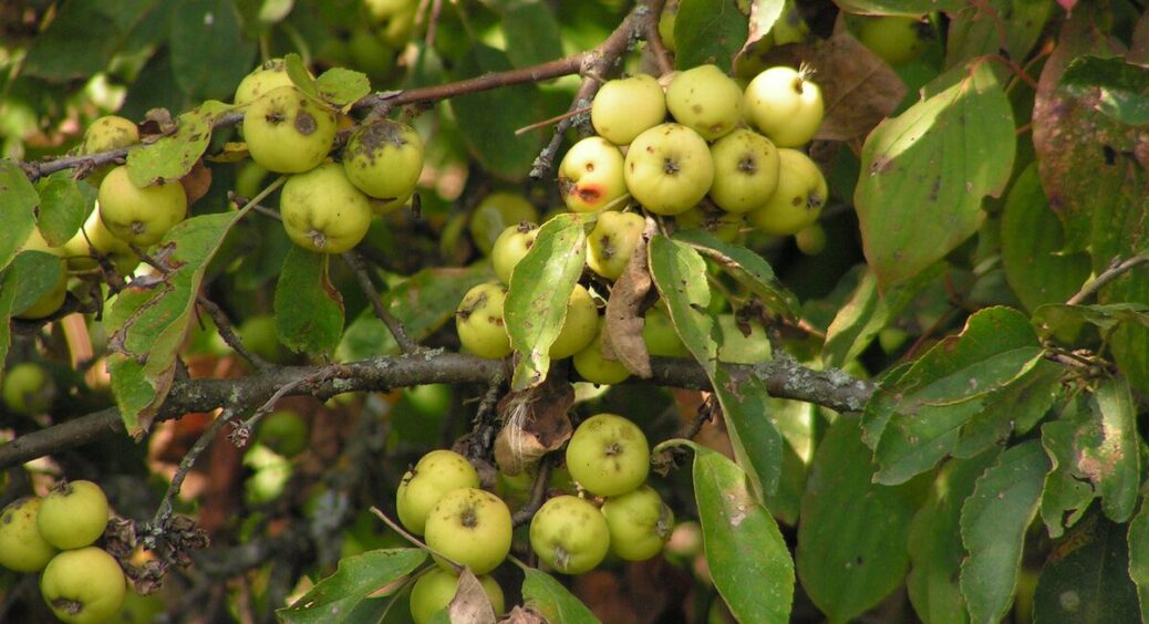 1 дерево на узбіччі змінило все: дика яблуня працює як маячок шкідників і магніт для бджіл водночас 