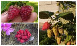 Садівники розповіли, як продовжити плодоношення кущів малини 