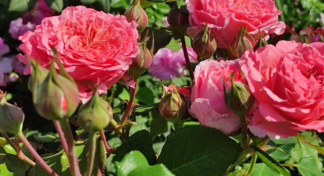 Кума-агроном підказала, чим підживити троянди після цвітіння, щоб не загинули взимку: потрібен 1 розчин 