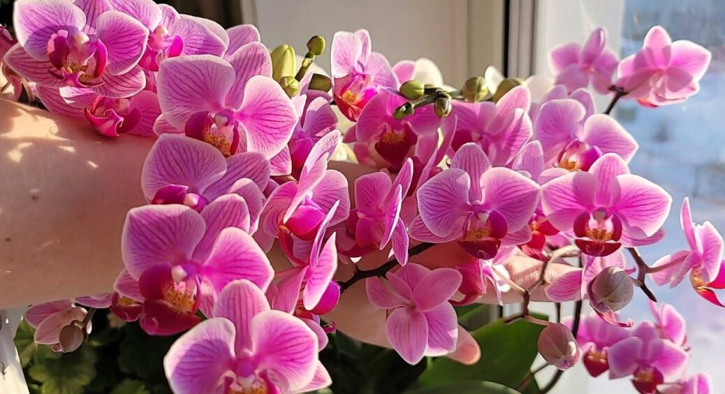 Понад 5 років за порадою діда Лева додаю 1 розчин у серпні: і мої орхіде] випускають стрілку швидше на 3 дні 