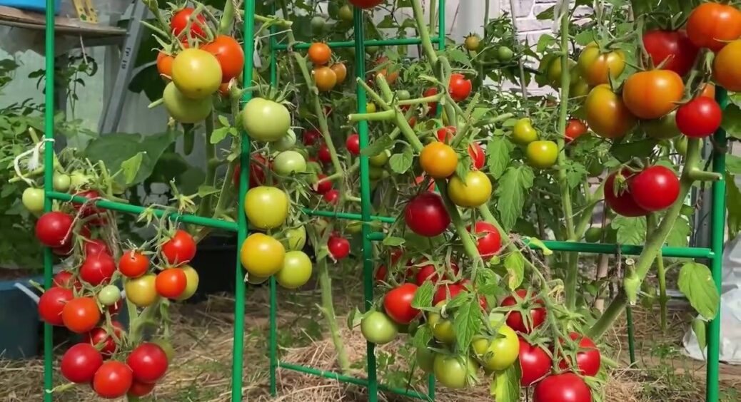 Помідорчики перестали скручувати листя через 24 години після “пшику”: так я і здихалася попелиці 