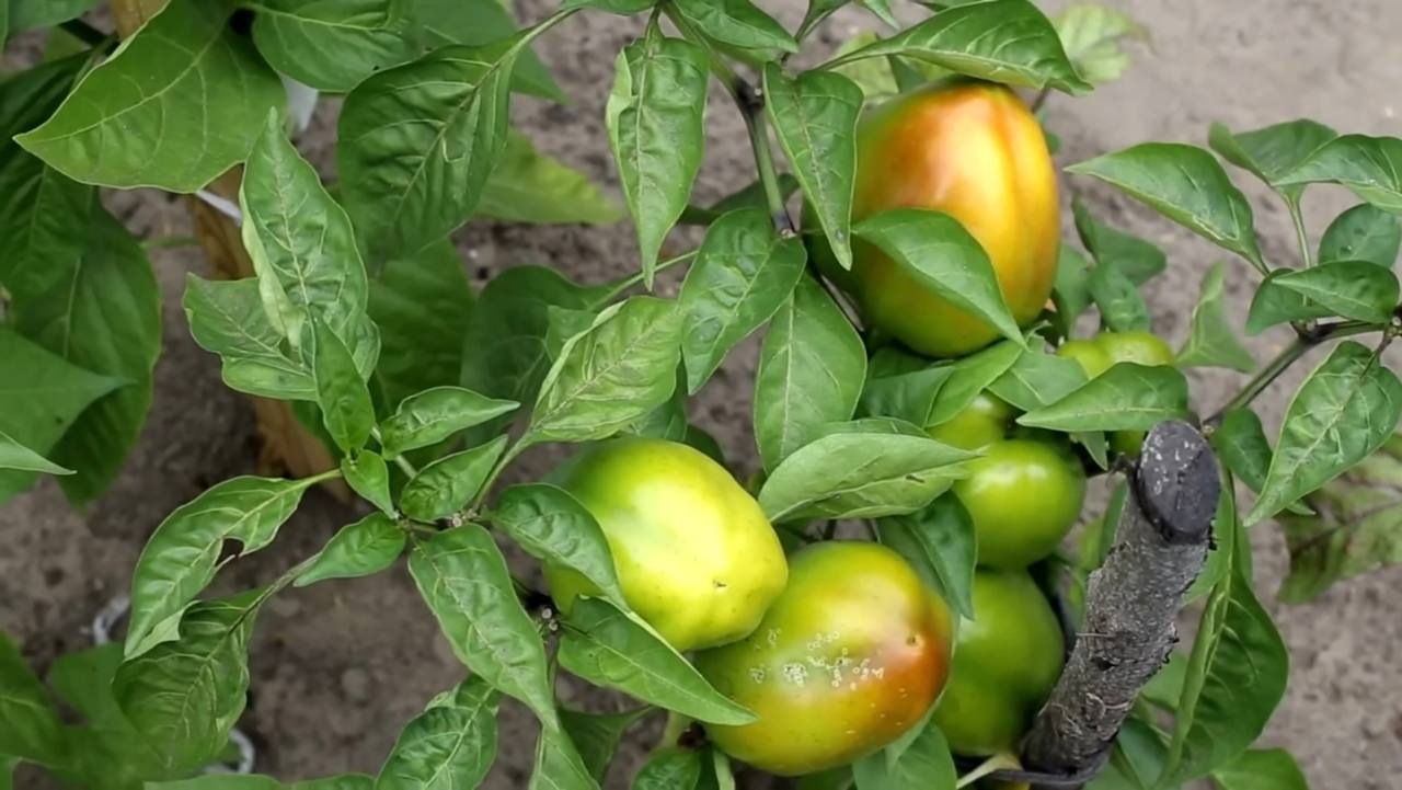 Городники розподіли, чим підживити перці, щоб активізувати ріст