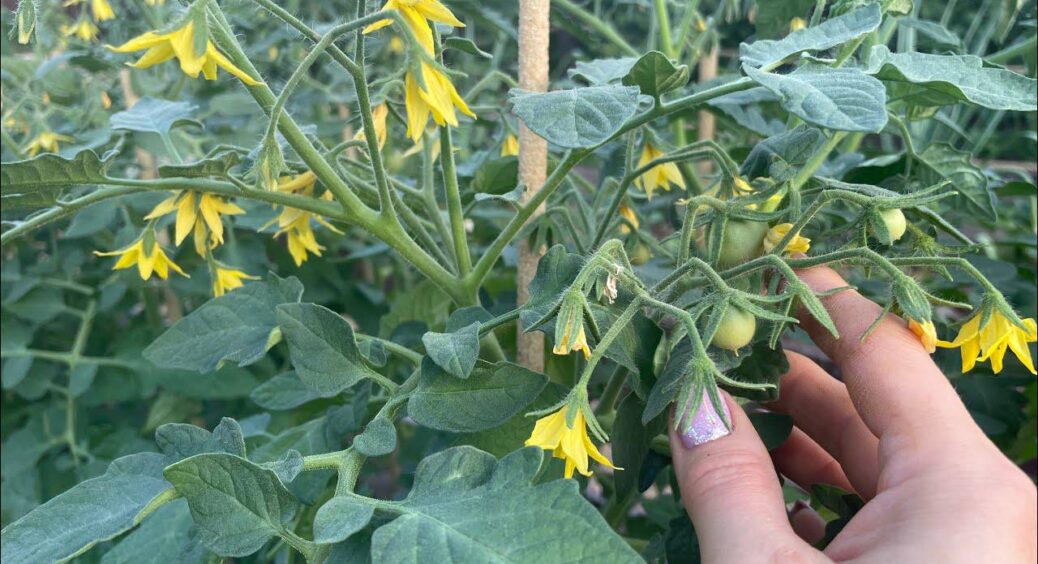 Немає квітів на томатах? Без паніки! Вношу під кущ “активатор” – і завʼяззями обсипані всі кущі 